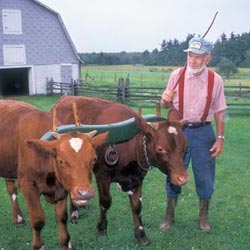 Farm & Home; Kermit Saxton and oxen