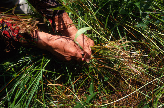 Mary Adams picking sweetgrass. Date and photographer unknown.