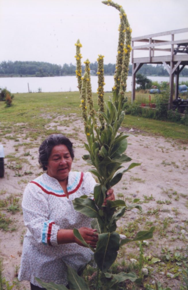 Cecilia Kaienes Mitchell, traditional herbalist and medicine woman, Akwesasne, NY.