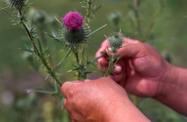 Cecilia Kaienes Mitchell in her medicine wheel garden.