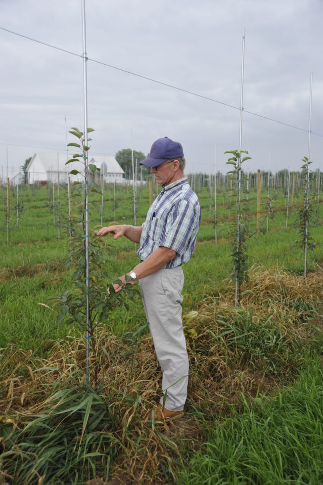 At the time of the award, the orchard still maintained a number of old, large, trees growing in the traditional style. In recent years, in order to increase efficiency and keep up with the market, the Forrences have shifted to growing narrower trees on support frames, to increase yield and ease of access to the fruits. Continuing to apply the skills and knowledge gained from generations of work on the orchard, these changes demonstrate how traditions evolve, with people adapting and changing as necessary to be able to continue the practice in some form. Forrence Orchards, Peru, NY, 2009.