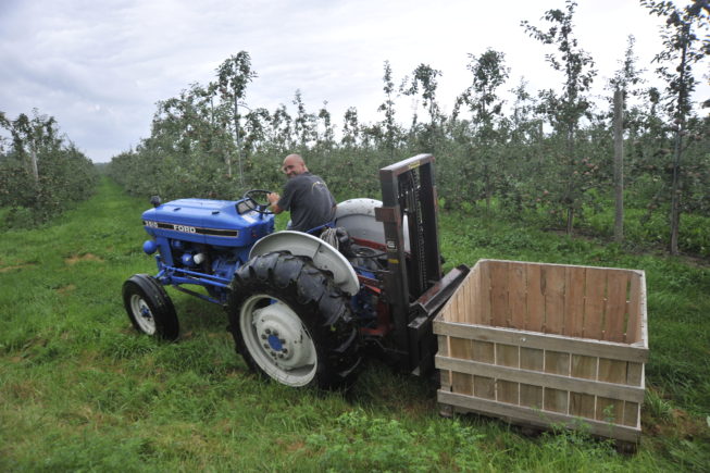 Moving crates through the orchard. Forrence Orchards, Peru, NY, 2009.