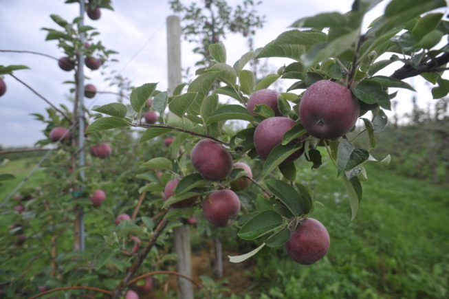 A laden apple branch, growing in the newer style. Forrence Orchards, Peru, NY, 2009.