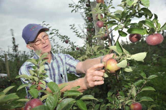 As apples grow, their shapes, textures, and markings show evidence of how the season has gone in terms of weather, changing climate, pest management, and other factors. Forrence Orchards, Peru, NY, 2009.