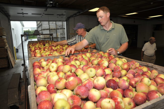 The Forrences look over a yield of apples. Forrence Orchards, Peru, NY, 2009.