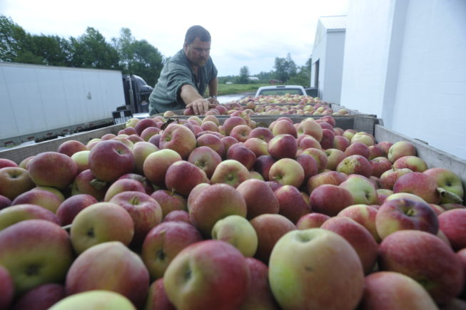 The apples are inspected and handled very carefully throughout the process to avoid damage. Forrence Orchards, Peru, NY, 2009.