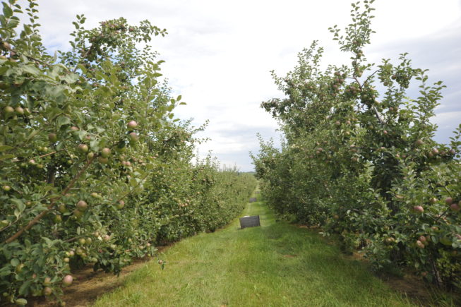 Crates placed throughout the orchard for harvesting. Forrence Orchards, Peru, NY, 2009.