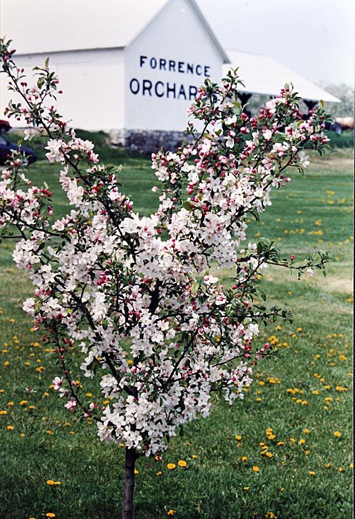 Spring apple blossoms at Forrence Orchards. Forrence Orchards, Peru, NY, date and photographer unknown.