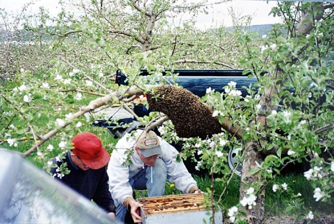 Working with the bees. Forrence Orchards, Peru, NY, date and photographer unknown.