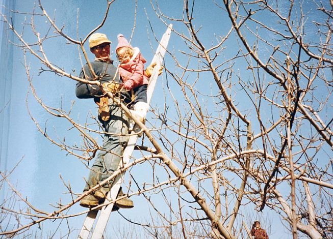Starting them young is part of the family tradition. Forrence Orchards, Peru, NY, date and photographer unknown.