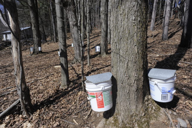 Traditional tap setup on maple trees at the Yancey Sugarbush in Croghan, NY, 2010.