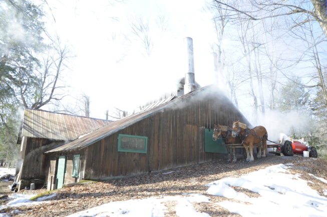 The horses wait outside the boiling shed at Yancey's Sugarbush, 2010.