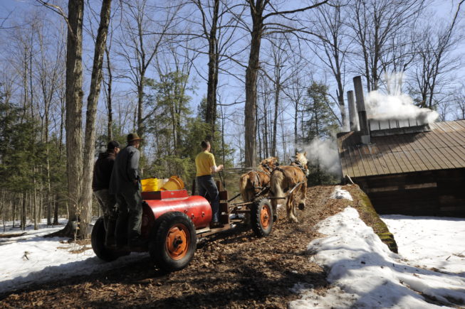 Going up the ramp to deliver sap to the boiling shed, 2010.