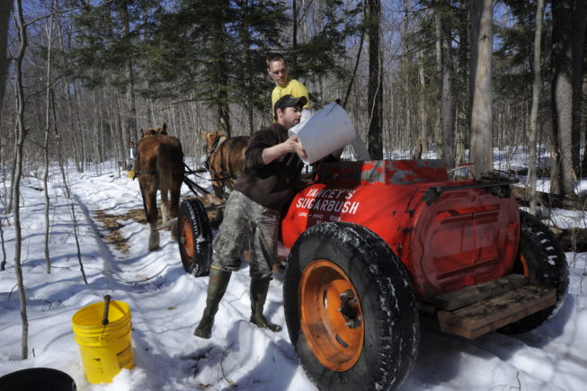 Collecting sap from the traditional taps and pouring it into the tank to bring back to the boiling shed, 2010.