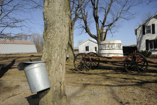 Tapping the trees around Lynd-Acres Farm, 2010.