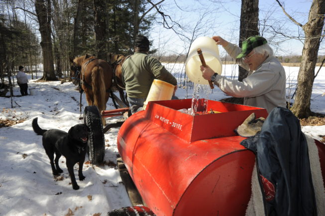 Collecting sap from the traditional taps and pouring it into the tank to bring back to the boiling shed, 2010.