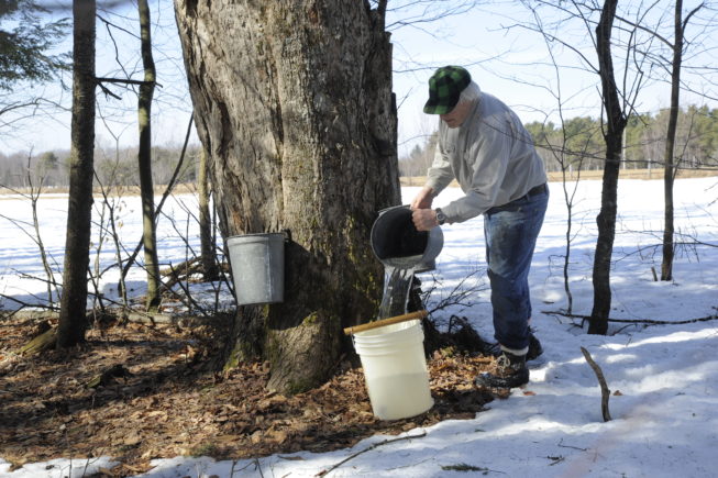 Collecting sap from the traditional taps, 2010. Over the years, the Yanceys have tapped thousands of trees on their own and family land, for instance at times tapping 6500 trees over 170-180 acres.