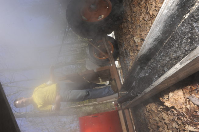 Delivering sap to the boiling shed, 2010.