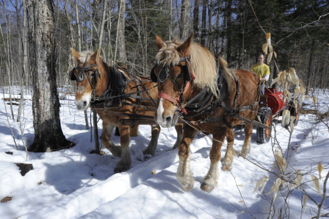 Gathering sap with the horses, 2010. Though on a visit in 2021 they'd incoporated tubing into more of their operation, the Yanceys have resisted pressures to convert entirely to the use of plastic tubing and vacuum pumps for gathering sap, and remain one of the few sugarbush operators who continue to gather with buckets and horse-drawn tanks.  