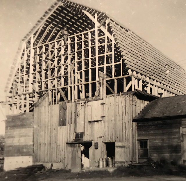 Loretta says her father John (pictured straddling the high cross plank), would have been an amazing engineer. Self-taught beyond his eighth grade education, he figured out countless challenges, from using the snowbanks to roll heavy logs, to building this 50’ high and 140’ long barn for loose hay and dairy cows on the farm. He built the structure largely on his own, with one friend helping occasionally. Photographer and date unknown. Courtesy of Loretta Lepkowski.